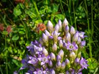 Dichtes Büschel Deutscher Enzian